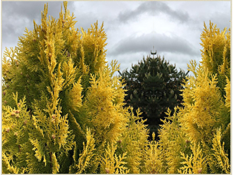 Yellow Ribbon