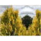 Yellow Ribbon
