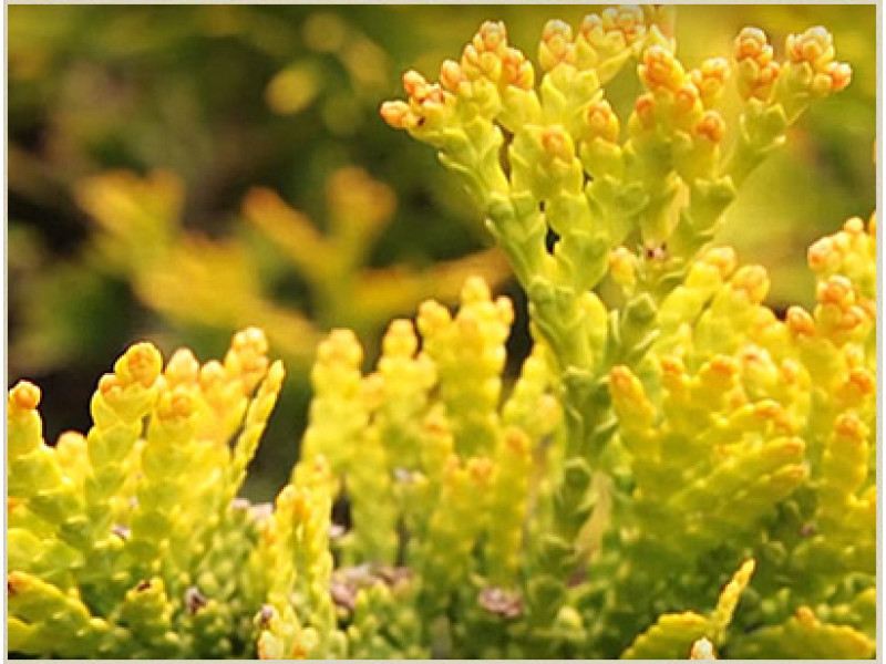 Yellow Ribbon