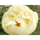 Seidl's Super