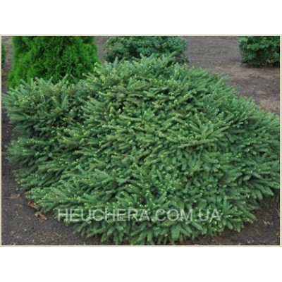 Pumila Glauca