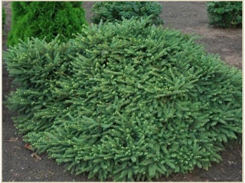 Pumila Glauca
