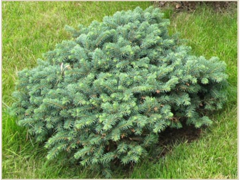 Pumila Glauca