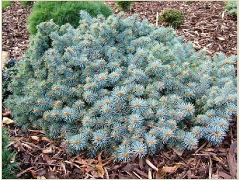 Pumila Glauca