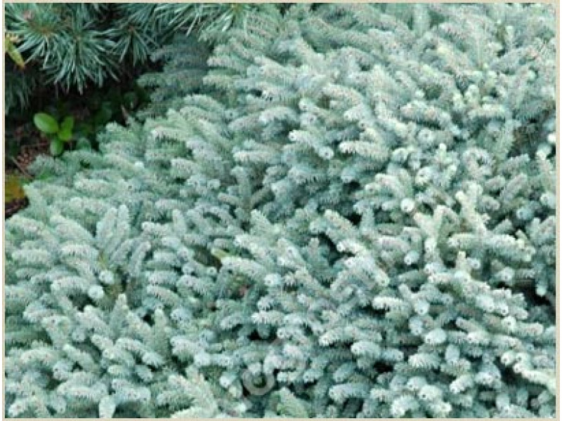 Pumila Glauca