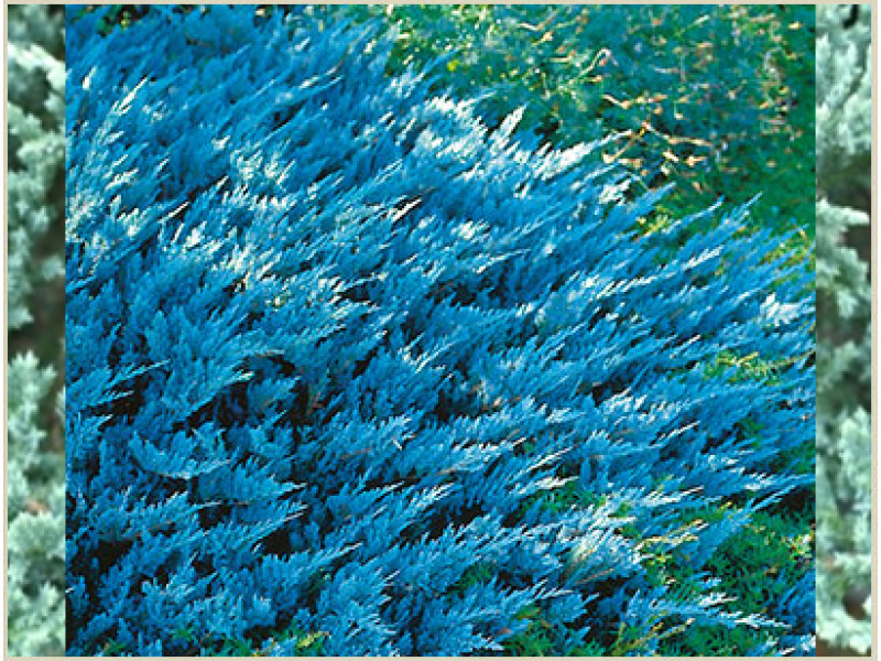 Blue Chip
