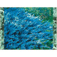 Blue Chip
