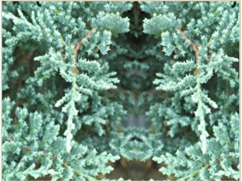 Blue Chip