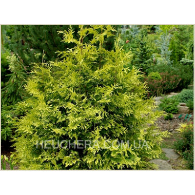 Zebrina Extra Gold