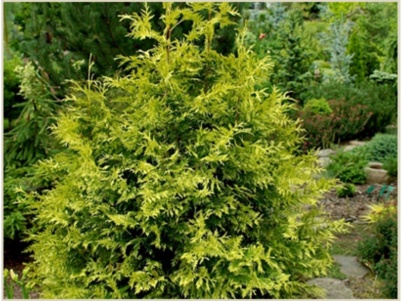 Zebrina Extra Gold