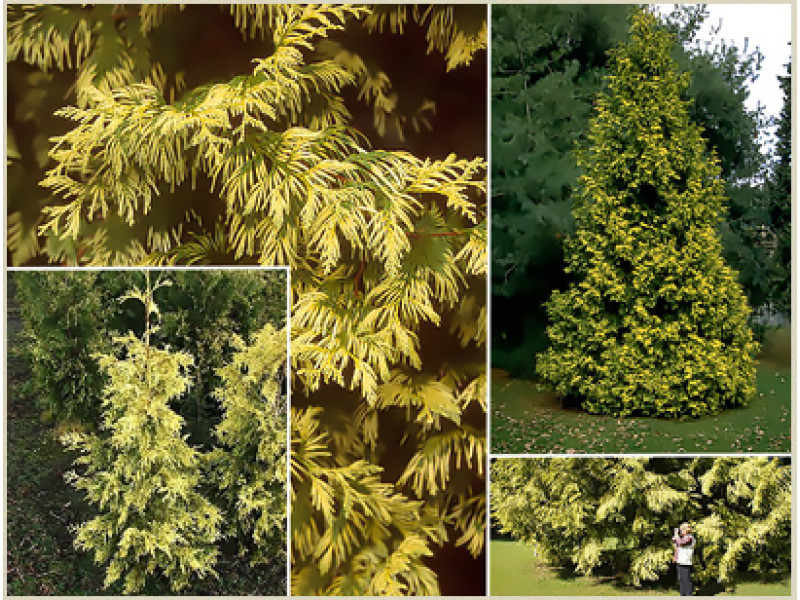Zebrina Extra Gold