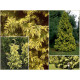 Zebrina Extra Gold