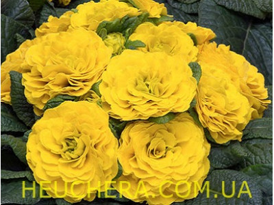 Day-Glo Yellow