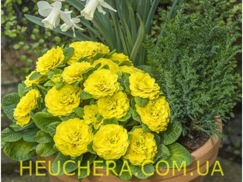 Day-Glo Yellow