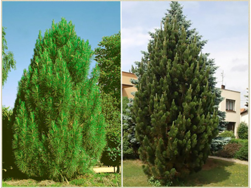 Pyramidalis