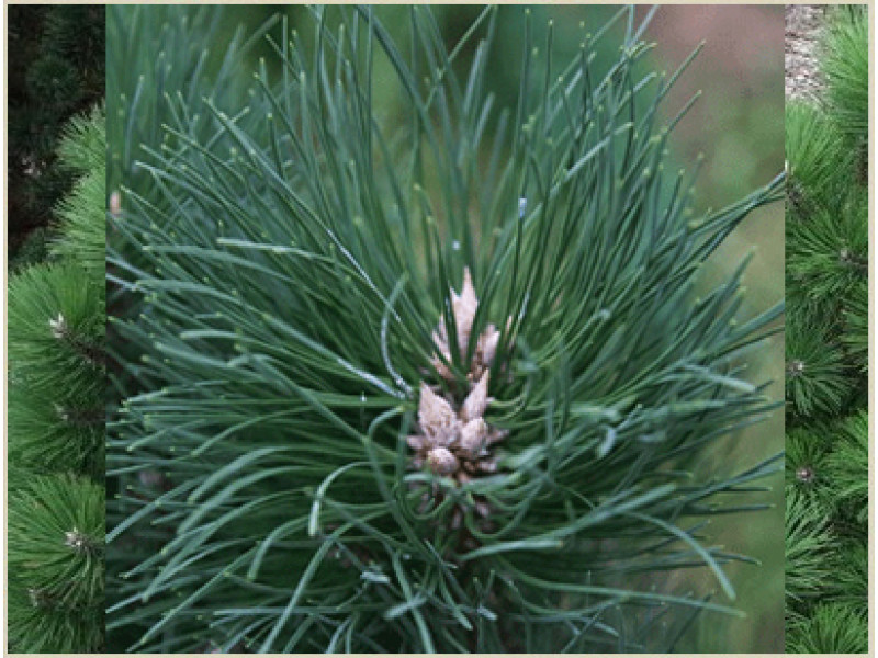 Pyramidalis