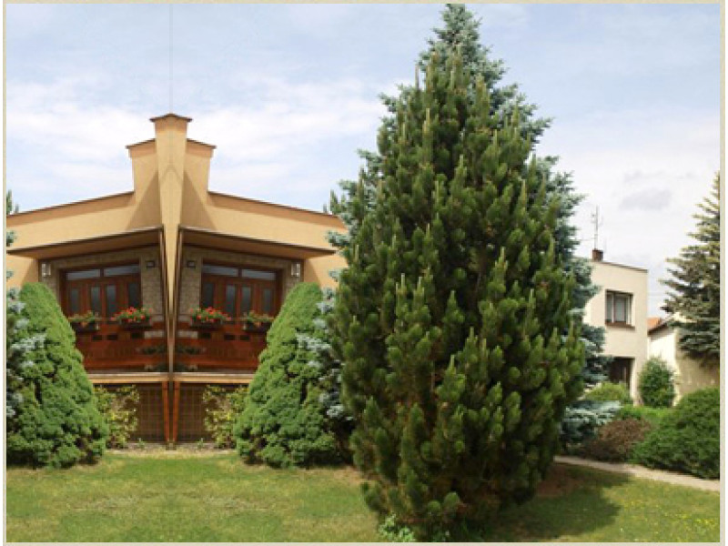 Pyramidalis