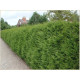 Brabant