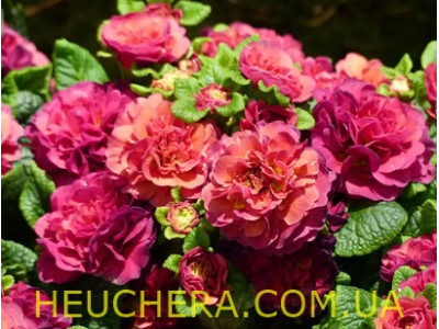 Carmen