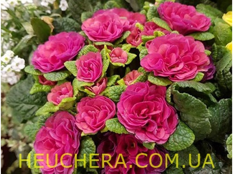 Carmen