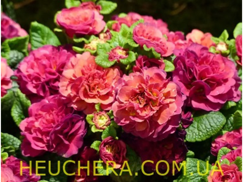 Carmen