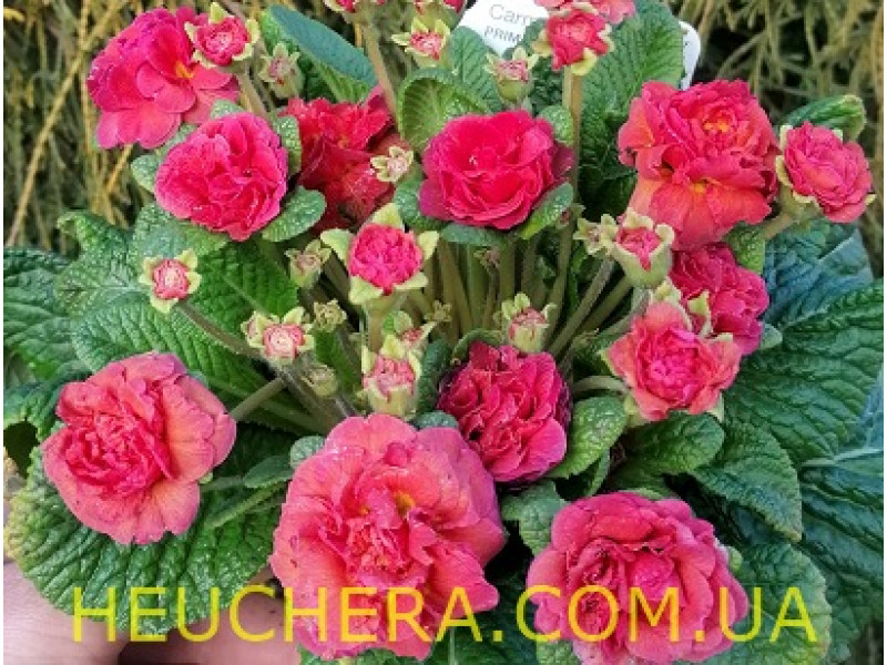 Carmen