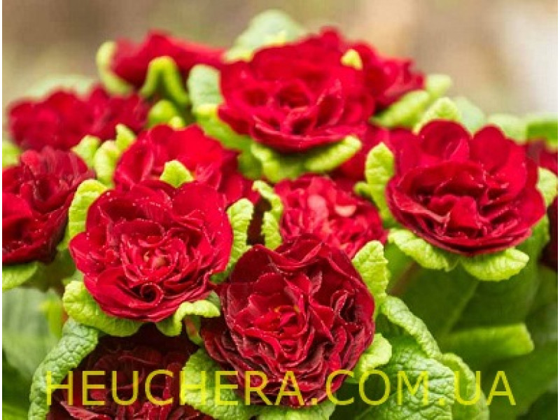 Valentine