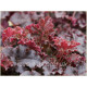 Crimson Curles