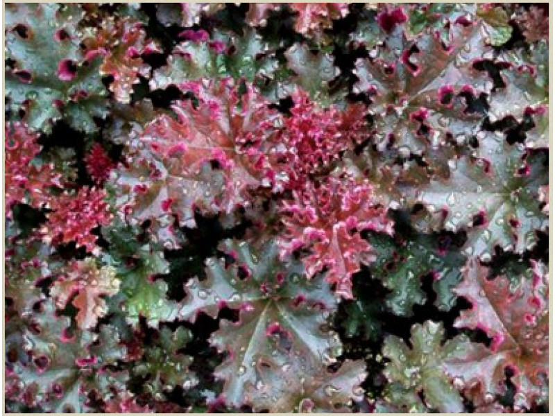 Crimson Curles