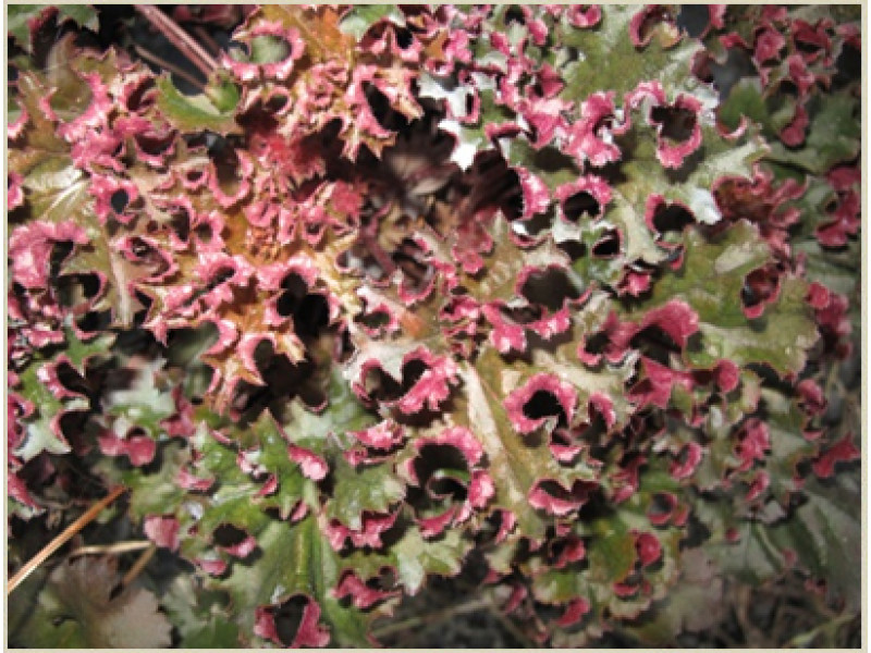 Crimson Curles