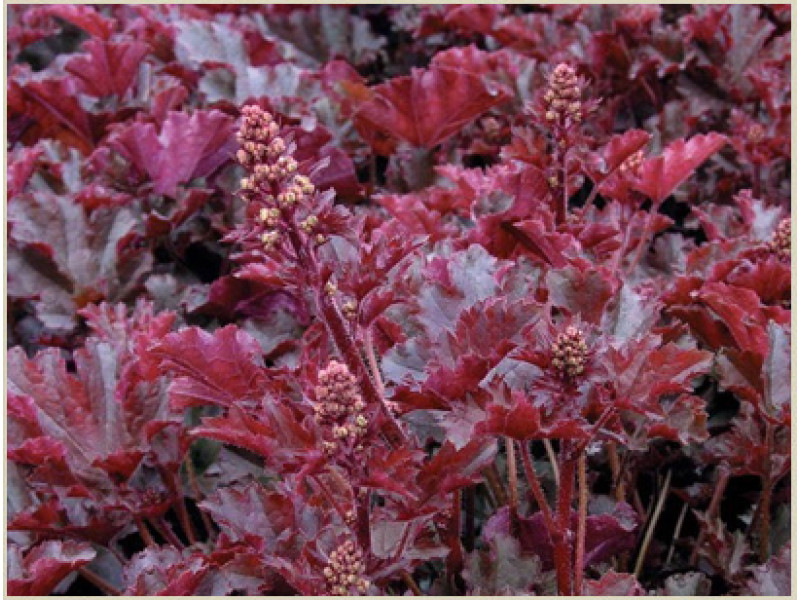 Crimson Curles