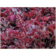 Crimson Curles