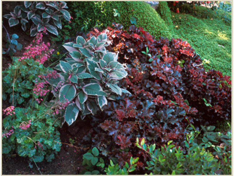 Crimson Curles