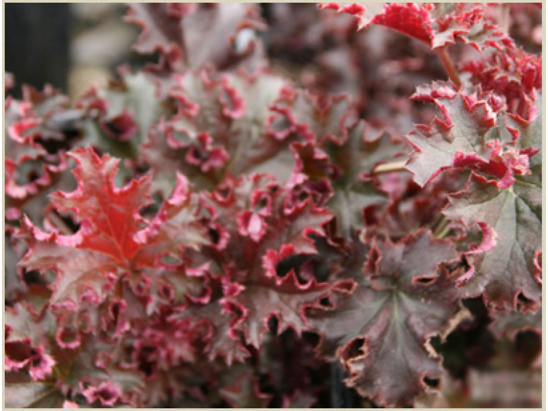Crimson Curles