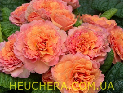 Sweet Apricot