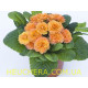 Sweet Apricot