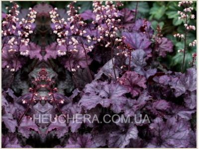 Rex Purple