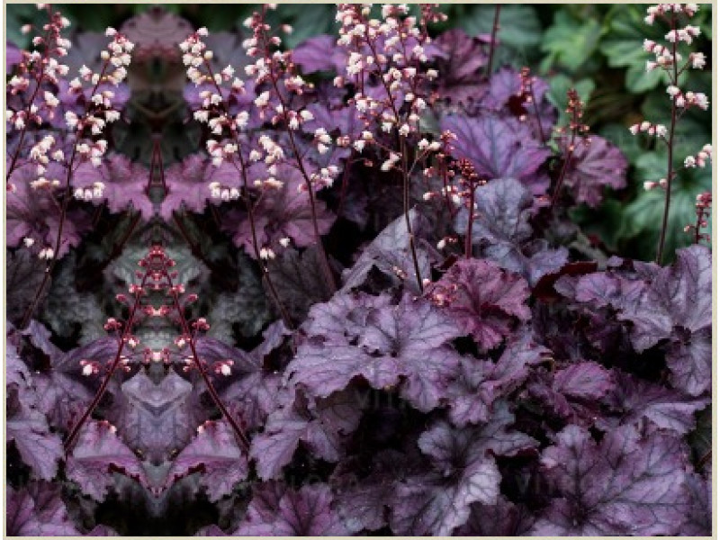Rex Purple