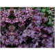 Rex Purple