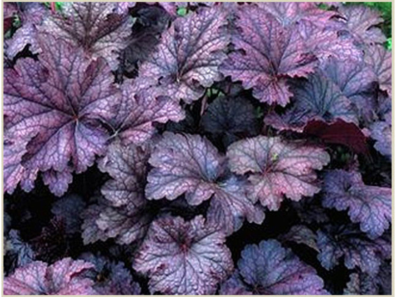 Rex Purple