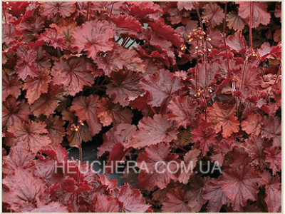 Northern Exposure Red
