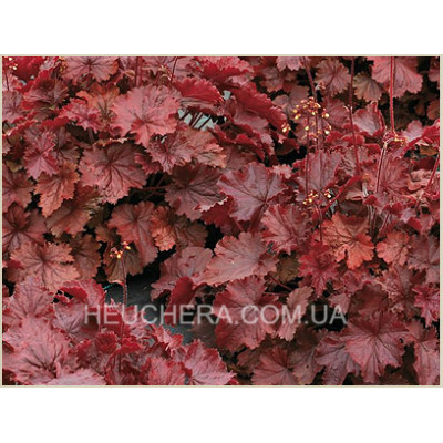 гейхера Northern Exposure Red
