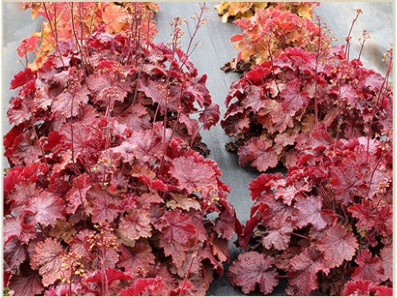 Northern Exposure Red