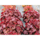 Northern Exposure Red