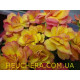 Nectarine