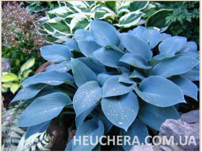 Blue Cadet