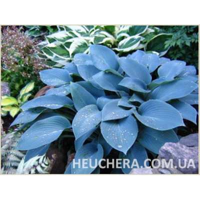 хоста Blue Cadet