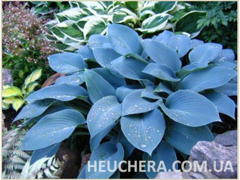 Blue Cadet