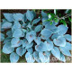 Blue Cadet