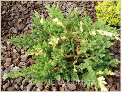 Expansa Variegata